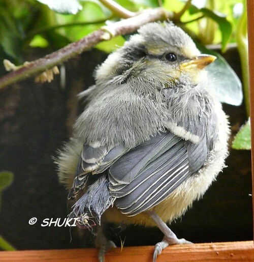 Bébés mésanges bleues