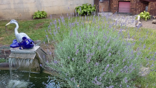 le jardin de ma marraine 