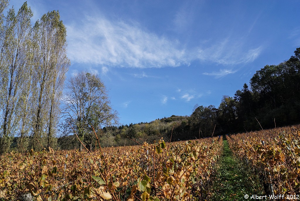 Tant qu'il y a des feuilles...