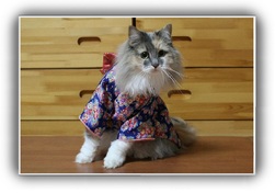 Des chats en kimono