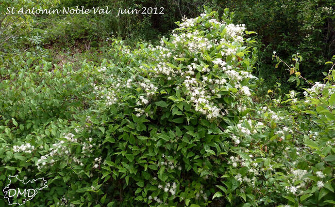 Clematis vitalba  -  clématite des haies