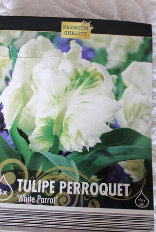 tulipes perroquet 'White parrot'