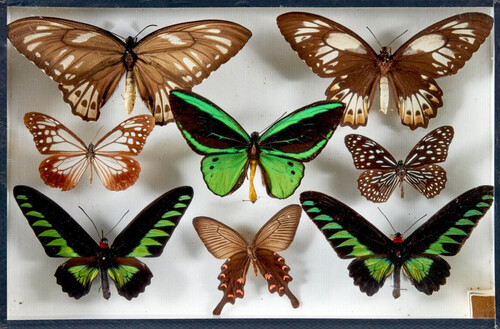 LEPIDOPTERES 5
