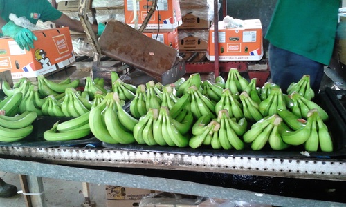 Bananeraie