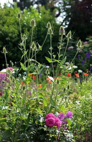 Des compagnes pour mes roses : Dipsacus fullonum