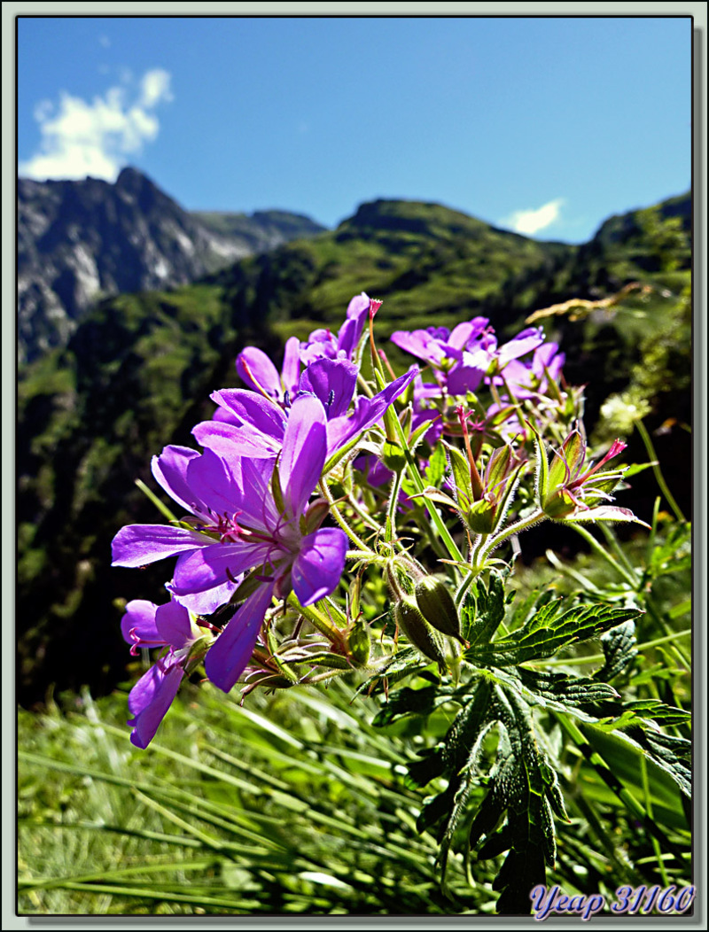 Géranium - Etangs de Liat - Canejan - Val d'Aran - Espagne  (Flore) 