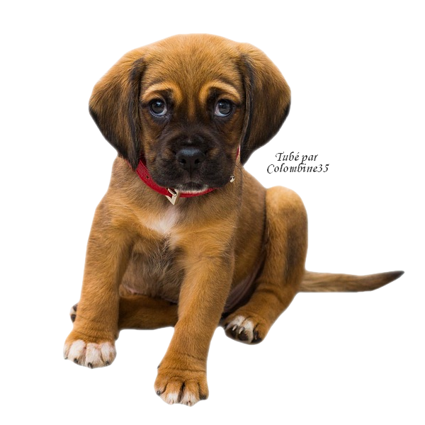 Tube chien Chien