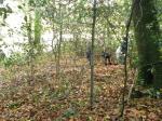 Sortie en forêt