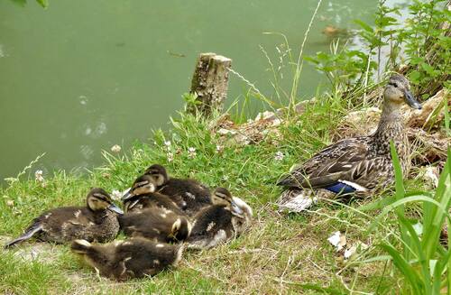 faune et flore dans ma ville 