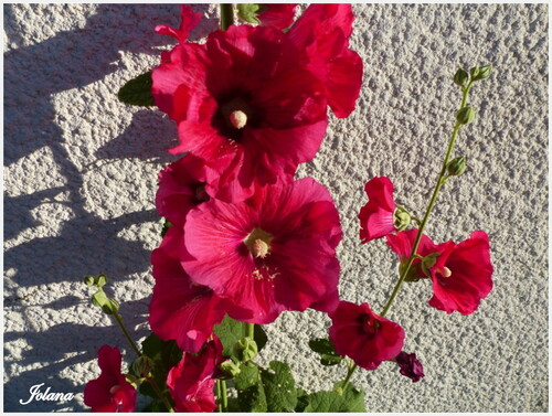 Rose trémière ou Alcea rosea 