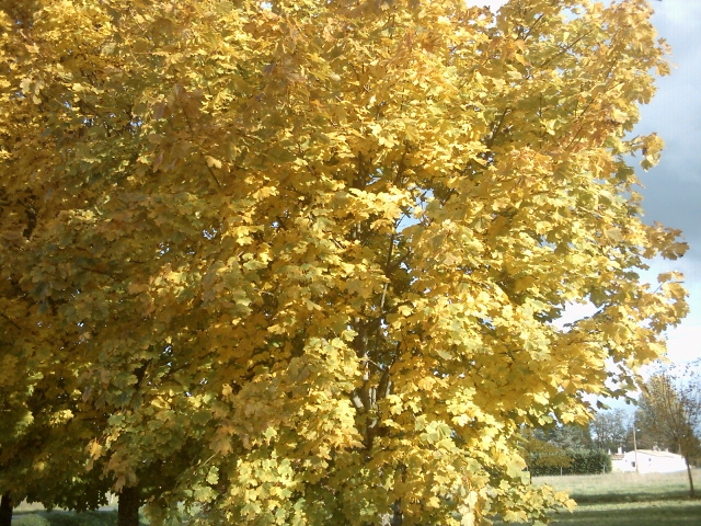 paysage d'automne en gironde