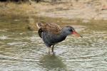 Oiseaux