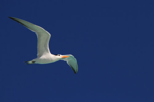 Sterne Royal (Royal Tern)