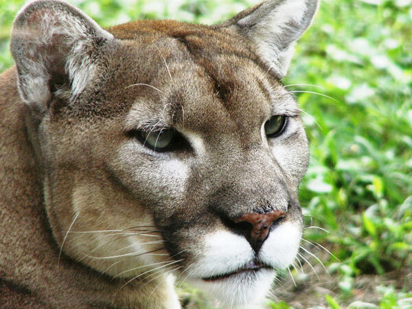 Puma de Floride