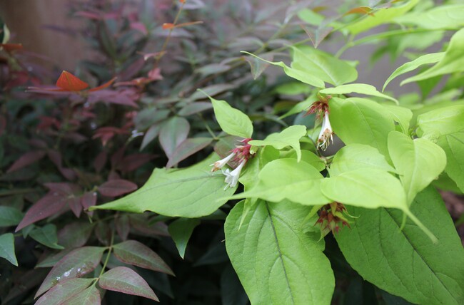 nandina domestica Obsessed et Leycesteria formosa Golden lanterns