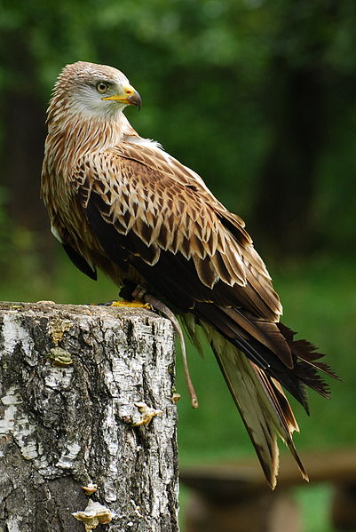 "Les rapaces diurnes en Côte d'Or", une conférence de Joseph Abel, directeur de la LPO...