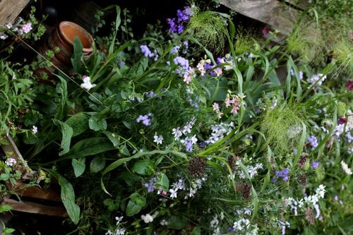 Mini-jardin de fleurs à couper