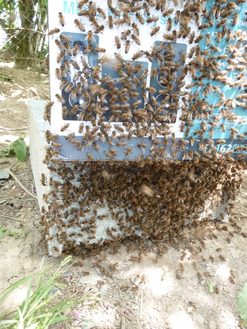 récupération d'un essaim dans une ruchette
