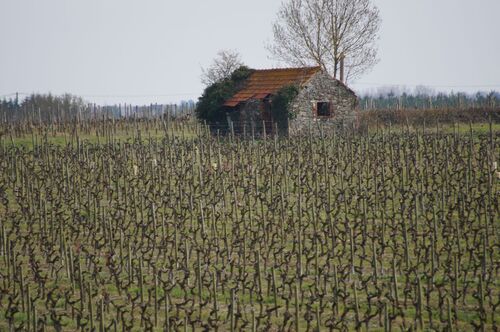 Saint Aubin de Luigné