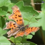 Polygonia c-album  