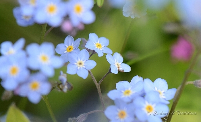 Myosotis 