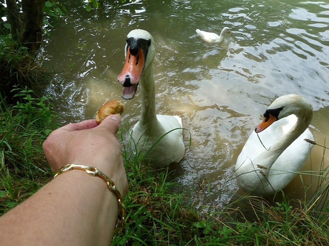 Les cygnes