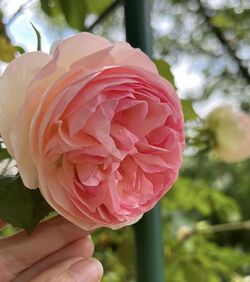 Rose utilisée 2eme macérât - rosier 'PIERRE DE RONSARD'.jpg