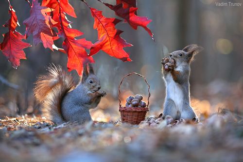 Vadim Trunov