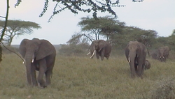 Voyage en Tanzanie : Le Serengeti !!!