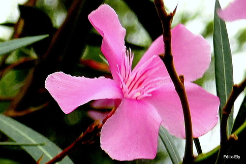 Toujours en fleur le laurier rose!