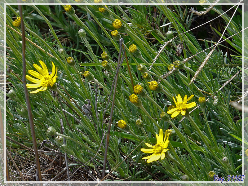 Fleur jaune indéterminée - Peninsula de Magallanes - Patagonie - Argentine