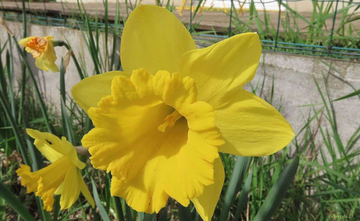 Nos fleurs du jardin 