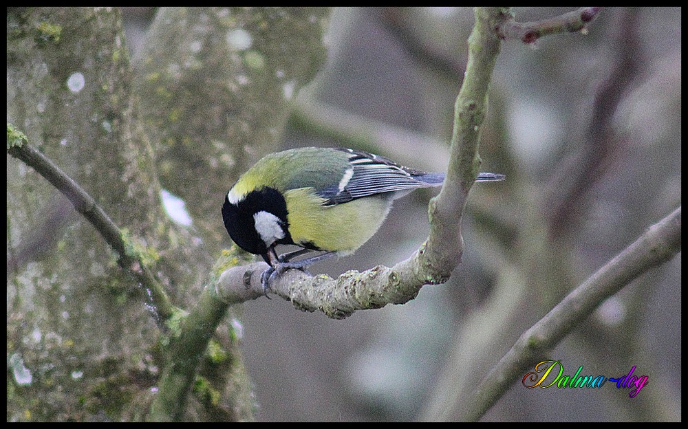 mésange charbonnière