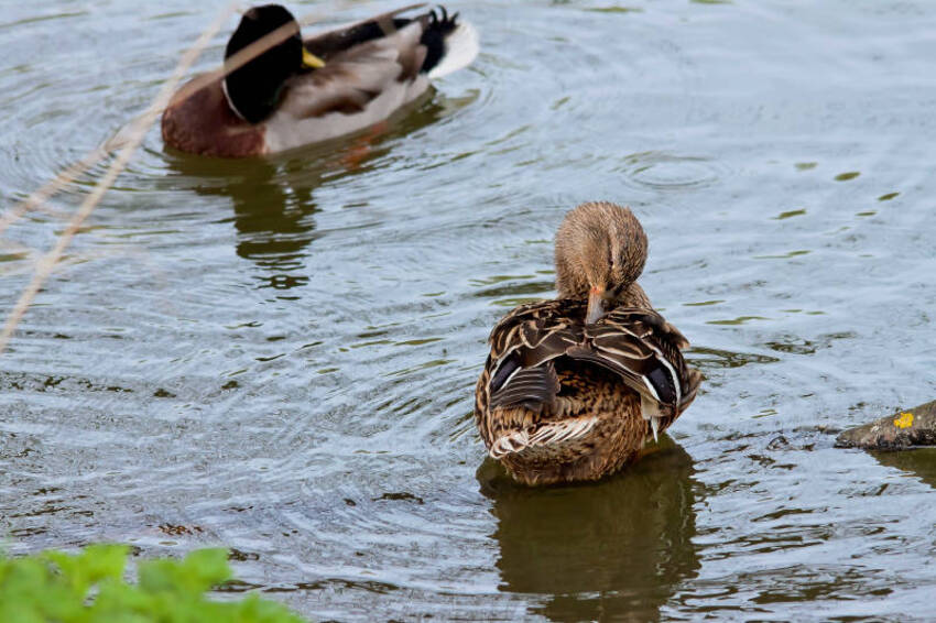 colvert attitude