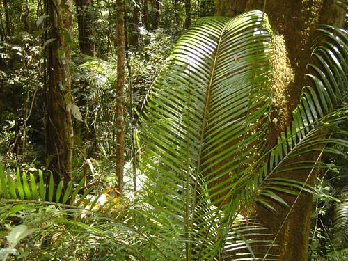 BORNÉO, le Parc National de Kinabalu