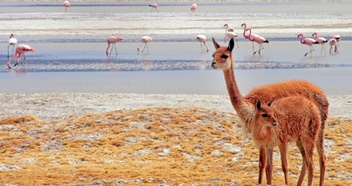 Observation de la faune et de la flore | Chile Travel