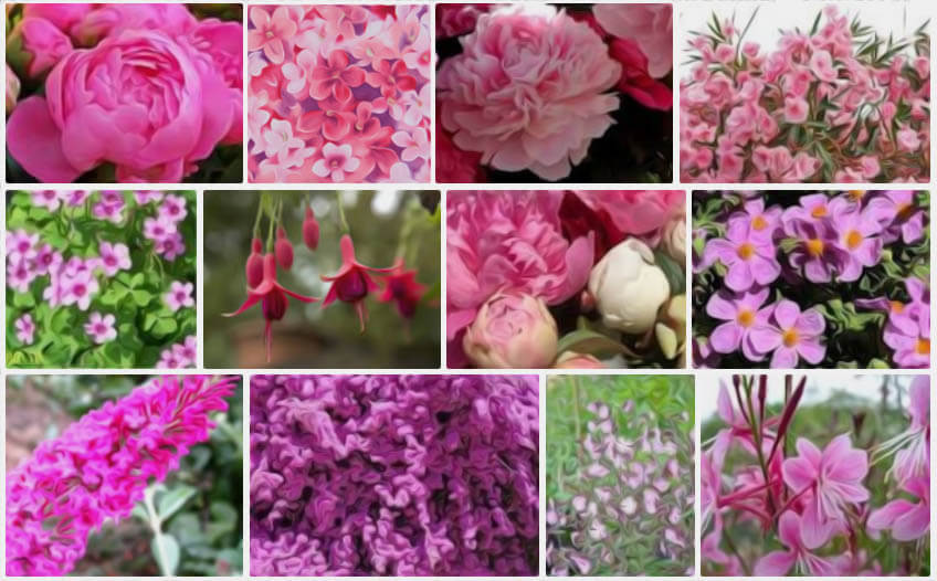 Fleurs roses : la liste des 30 plus belles variétés de fleurs roses