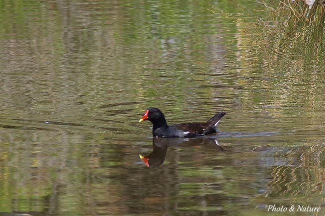 Gallinule poule d'eau