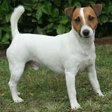 Jack russel