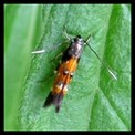 Galerie LEPIDOPTERES - HETEROCERES - Papillons de Nuit.