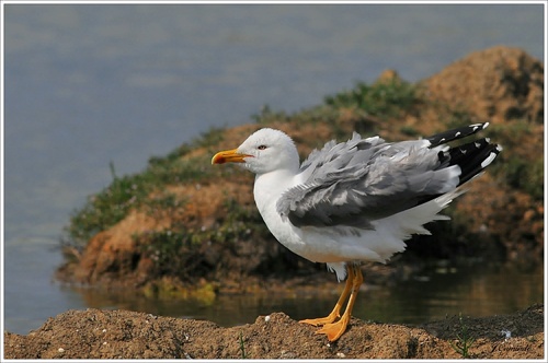 GOELAND (Monsieur fait sa toilette)