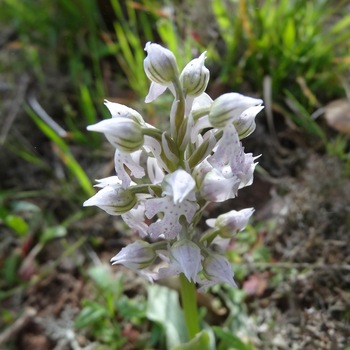 Orchis lacté