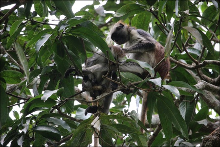 Jozani forêt, Zanzibar. Le colobe rouge. Octobre 2023.