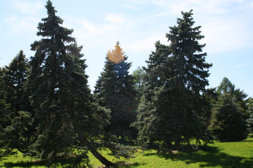 Le jardin botanique de Montréal