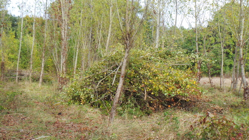 IL Y A CELUI DU PRINTEMPS MAIS AUSSI CELUI DE L'AUTOMNE