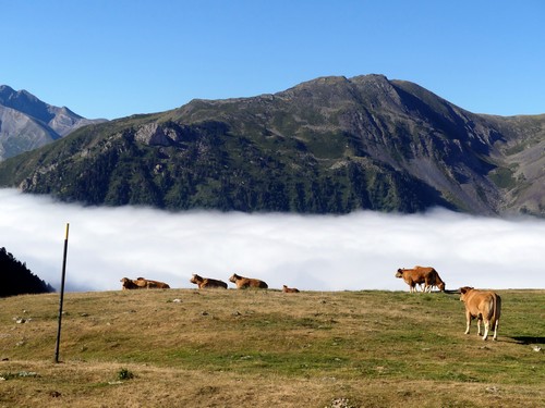Vaches et nuages