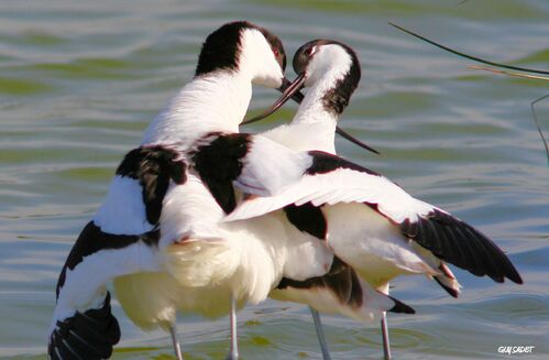 Le printemps des avocettes au Marquenterre - Le blog de  nature-ailes.over-blog.com