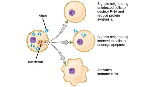 Diagram showing how interferons stimulate immune response in other cells
