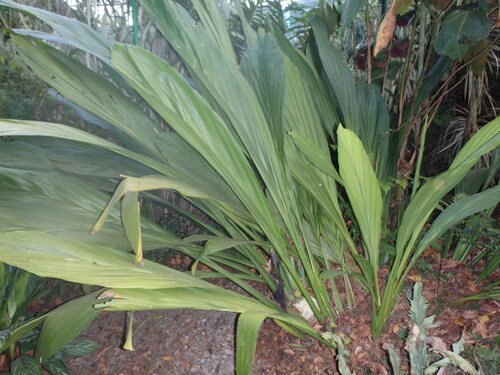 Réunion au jardin de Valombreuse à Petit Bourg