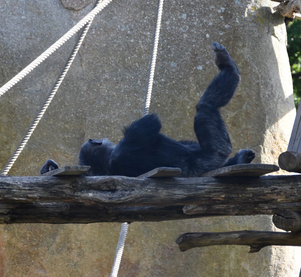 Des chimpanzés, au zoo de La Palmyre...